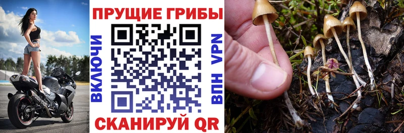 наркота Бородино Галлюциногенные грибы MAGIC MUSHROOMS